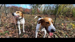 Охота с Русскими пегими гончими на лисицу # 28