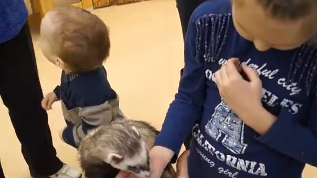 РУЧНОЙ ЗООПАРК, Хорек смотреть онлайн