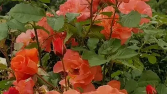 Роза Вестерленд. Роскошная красавица!!!