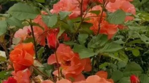 Роза Вестерленд. Роскошная красавица!!!