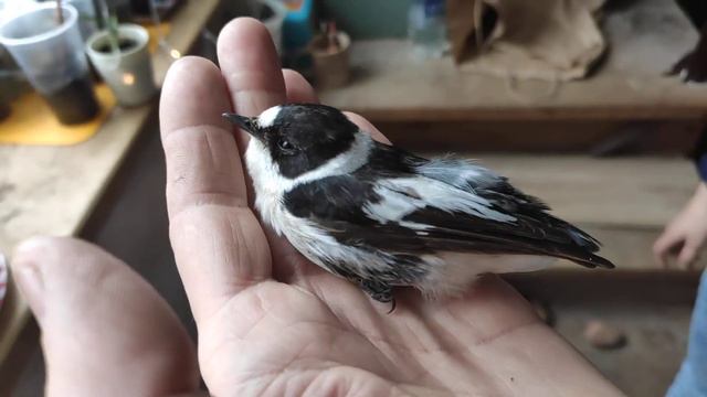 помогите найти информацию. смотреть онлайн