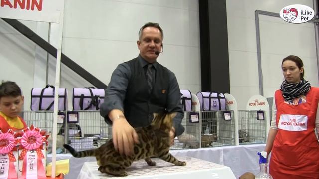 КОШКИ ПОРОДА БЕНГАЛЬСКАЯ ЗООШОУ 2016 на ilikepet смотреть онлайн