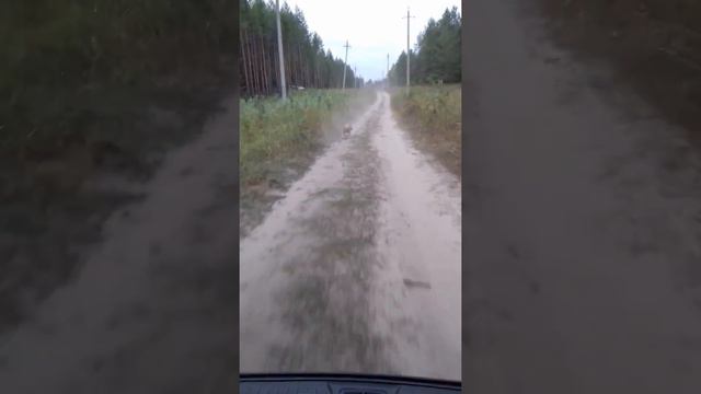 АМСТАФ СМОТРЕТЬ ВСЕМ👍 Ежедневная тренировка по 4 км👍. ЕВА 10 МЕСЯЦЕВ . смотреть онлайн