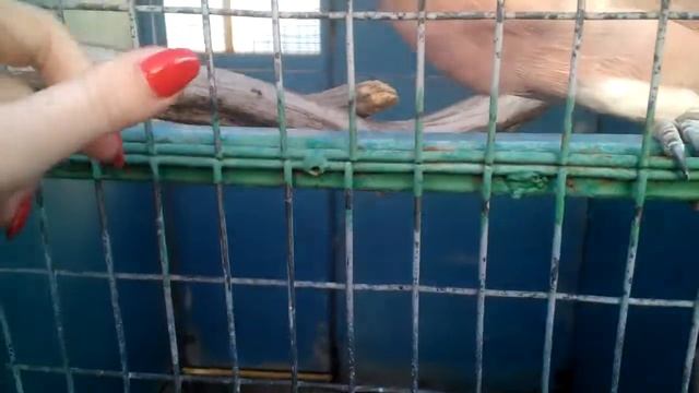 Попугай смотреть онлайн