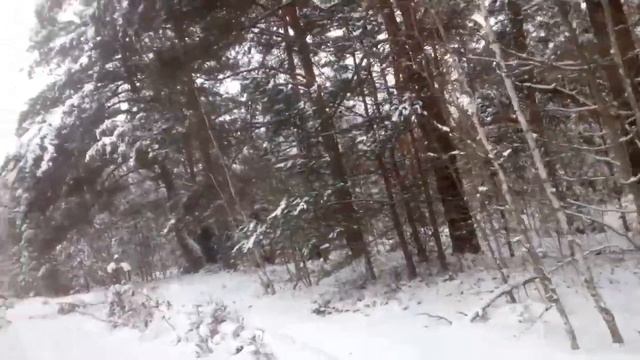 красота. зимний лес. смотреть онлайн