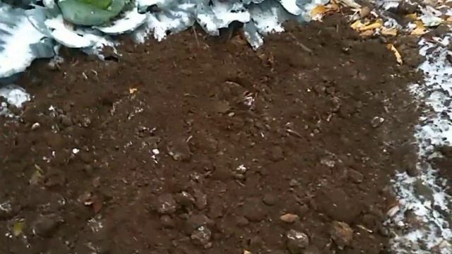 Хранение черенков роз зимой смотреть онлайн