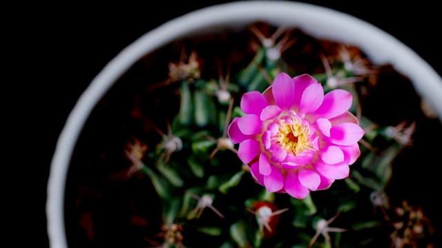 Red Rose | Bunga Mawar Beautiful Time Lapse