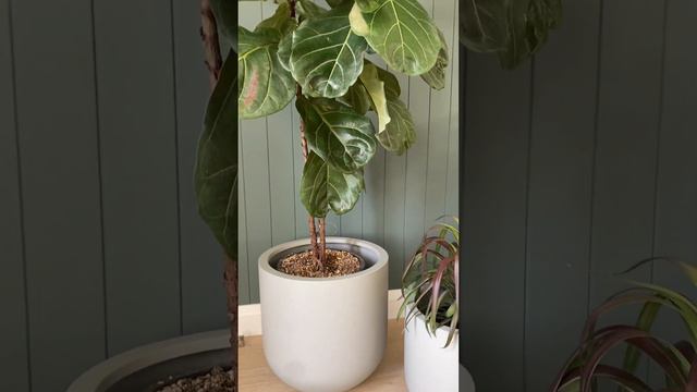 How to repot a Fiddle Leaf Fig! смотреть онлайн