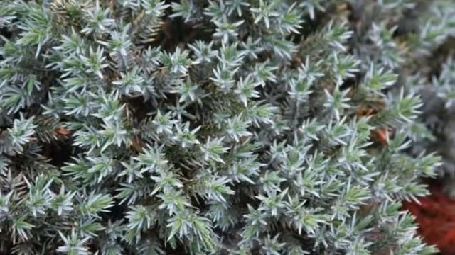 Blue Star nepáli törpeboróka (Juniperus squamata 'Blue Star') - videó képekben смотреть онлайн