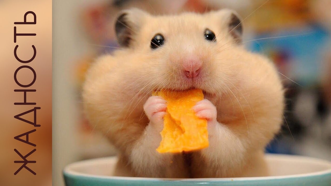 Виктория Дубинская