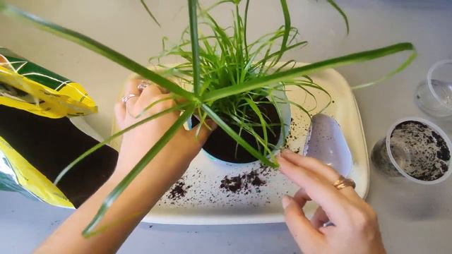 Пересадка Циперуса смотреть онлайн