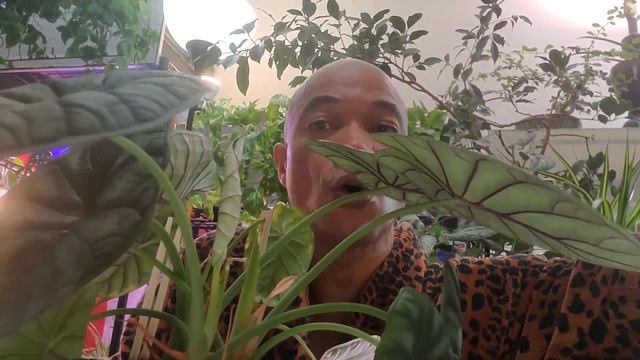Alocasia DragonScale CareTips | From Brink of Death #alocasia #dragonscale #caretips #plantcare смотреть онлайн