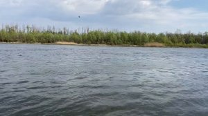 Болонка на сильном течении, ловля густеры