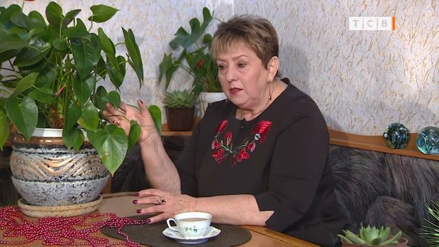 Как заставить цвести антуриум. Цветочная лавка смотреть онлайн