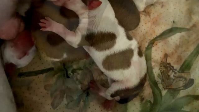 Собака, которая сидела на цепи, была нужна хозяевам только для размножения смотреть онлайн