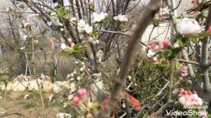 Посадка семян помидор в открытый грунт.