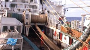 Промысел путассу на борту МРКТ "Капитан Назин" - Bluewhiting fishing aboard of f/t Kapitan Nazin