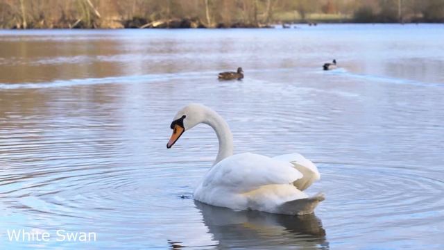 10 Most Beautiful Animals on Planet Earth - 12K HDR 120fps Dolby Vision смотреть онлайн