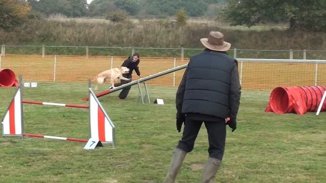 Pilou Concours Agility TSC 11 Octobre 2015 смотреть онлайн