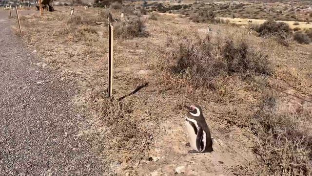 ПАТАГОНИЯ: пингвины, динозавры, морские слоны смотреть онлайн