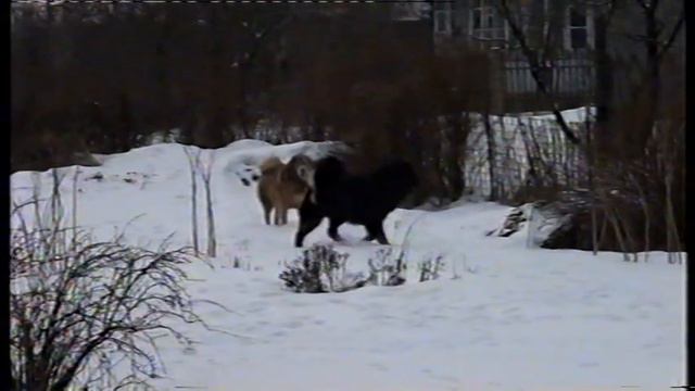 Йонг на свободе смотреть онлайн
