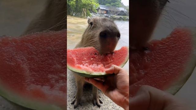 ⚠️ ВНИМАНИЕ! ⚠️ Капибара уплетает арбуз. Спасибо за внимание. смотреть онлайн