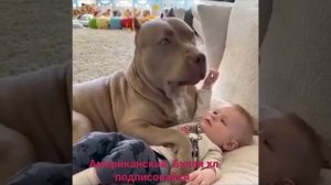 американский булли хл подписовайся. есть щенки но продажу