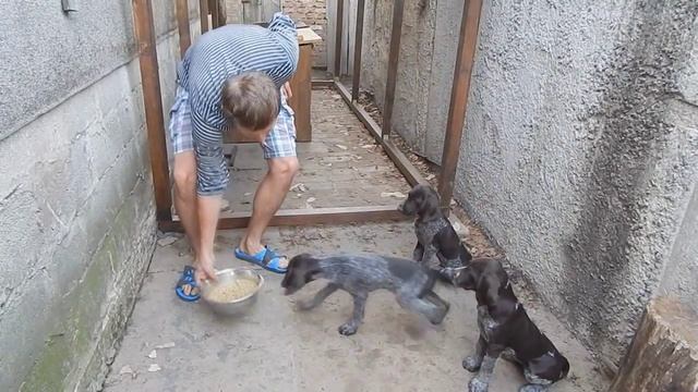 Как научить собаку выдержке смотреть онлайн