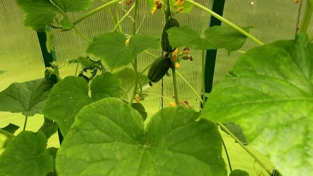 Почвогрунт для рассады готовим сами смотреть онлайн