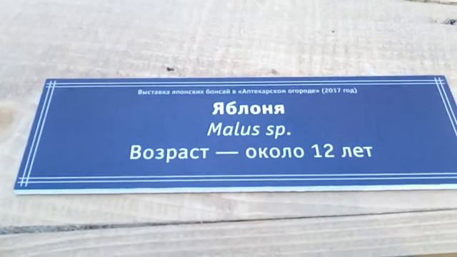 Выставка японских бонсай в Аптекарском огороде смотреть онлайн