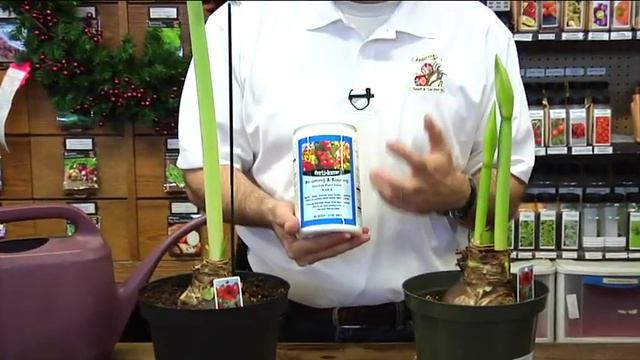 Care for your Amaryllis - Anderson's Seed & Garden смотреть онлайн