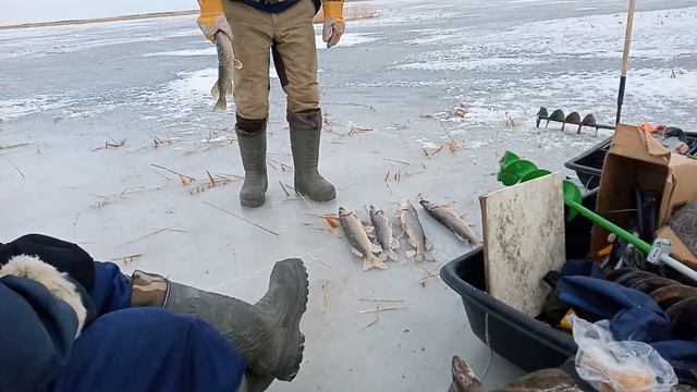 ЩУКА В КАМЫШАХ НА ЖЕРЛИЦЫ НА ЖИВЦА! НЕ ПЕРВЫЙ ЛЁД, А ЩУКА КЛЮЁТ! РЫБАЛКА С ЖЕРЛИЦАМИ В ДЕКАБРЕ 2021 смотреть онлайн