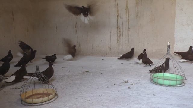 Красные белохвостые голуби ч 22 смотреть онлайн