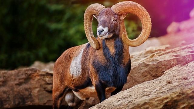 Звуки барана: какие звуки издаёт баран? смотреть онлайн