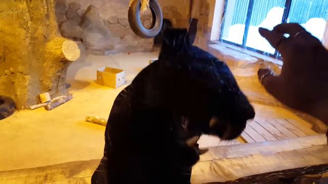 Игры с ягуаром! Агрессивная пантера пытается откусить пальцы смотреть онлайн