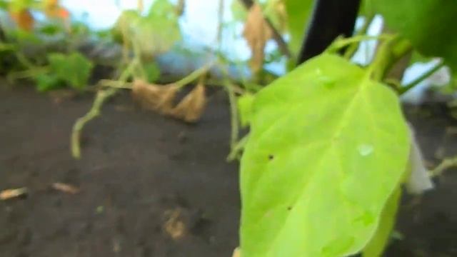 Баклажан Меч самурая. смотреть онлайн