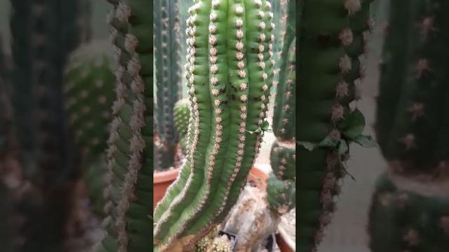 How to Deal with Fertilizer Burns on Trichocereus - Cactus Jerk S1E402 смотреть онлайн