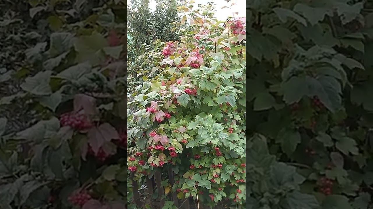 Не гляди назад... Клячкин Евгений. смотреть онлайн