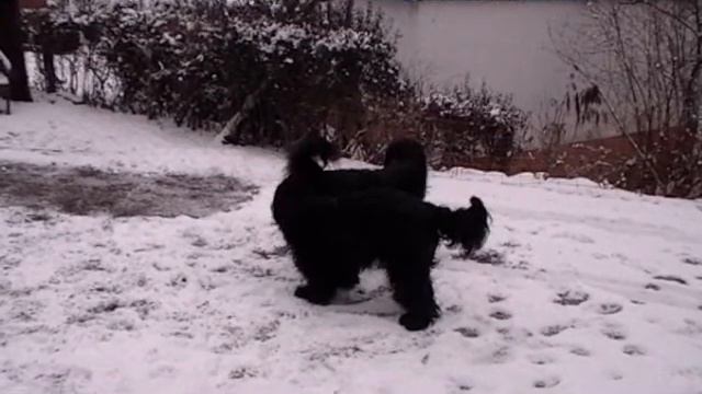 Bella&Raziel смотреть онлайн