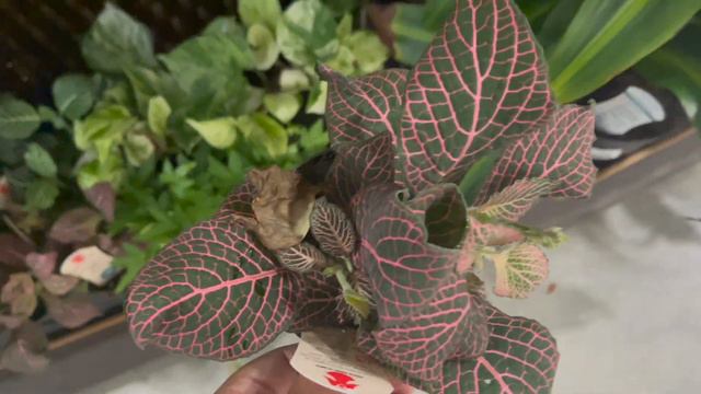 Big Box Plant Shopping & Haul At Lowe's || Incredible Finds || Backyard Privacy Options Part 2