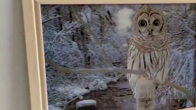 Линзовидная декоративная картина с эффектом 3D и 5D в рамке 30х40 см "Сова" смотреть онлайн