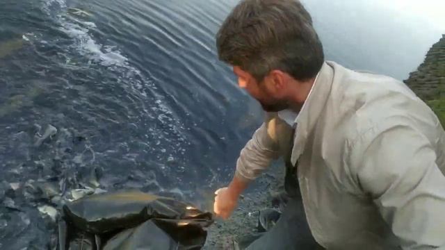 Выпуск рыбы в Калитниковский пруд смотреть онлайн