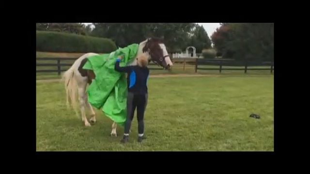Easy Street Fox Hunter смотреть онлайн