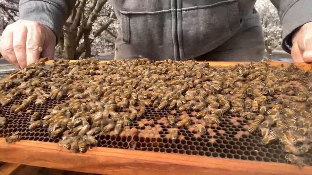 Рост пчелиной семьи смотреть онлайн