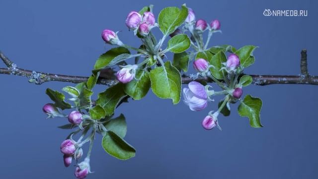 Самый лучший знак Зодиака смотреть онлайн