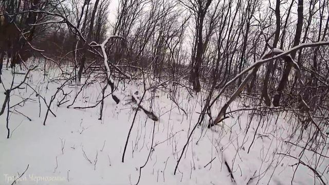 ПОГОНЯ за трехлапым ушастым. Охота на зайца 2020 смотреть онлайн