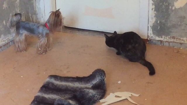 Кошка напала на собаку смотреть онлайн