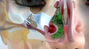 Насморк и носовой цикл