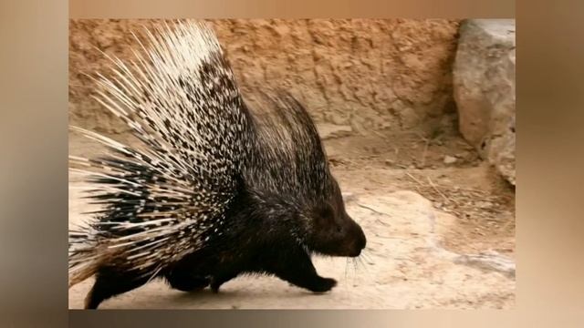 Животные жарких стран. Африка. смотреть онлайн