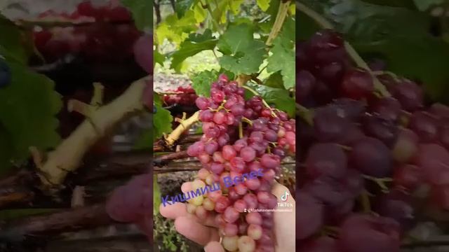 Виноград, Кишмиш Велес. смотреть онлайн